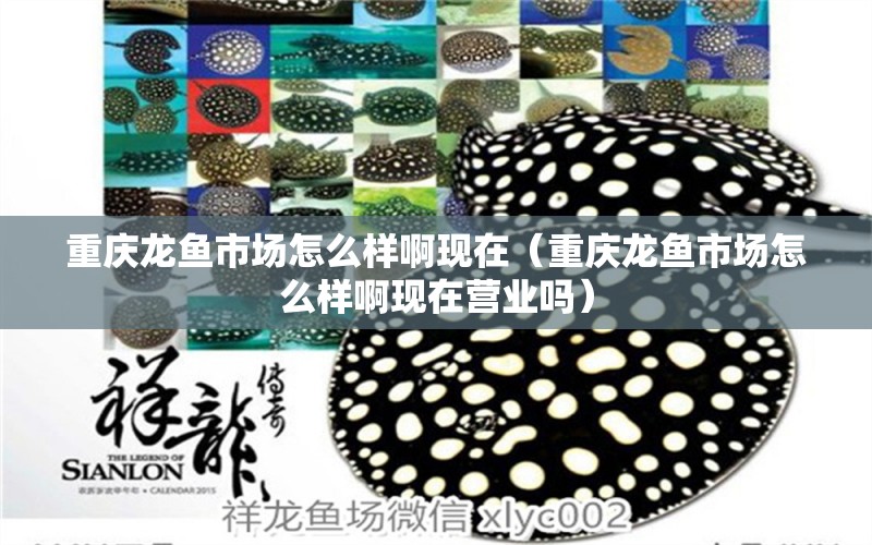 重慶龍魚市場怎么樣啊現(xiàn)在（重慶龍魚市場怎么樣啊現(xiàn)在營業(yè)嗎）