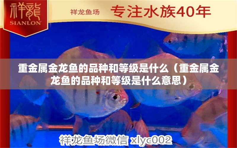 重金屬金龍魚的品種和等級是什么（重金屬金龍魚的品種和等級是什么意思） 量子養(yǎng)魚技術