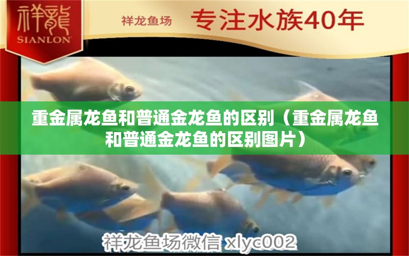 重金屬龍魚和普通金龍魚的區(qū)別（重金屬龍魚和普通金龍魚的區(qū)別圖片） 觀賞魚市場（混養(yǎng)魚）