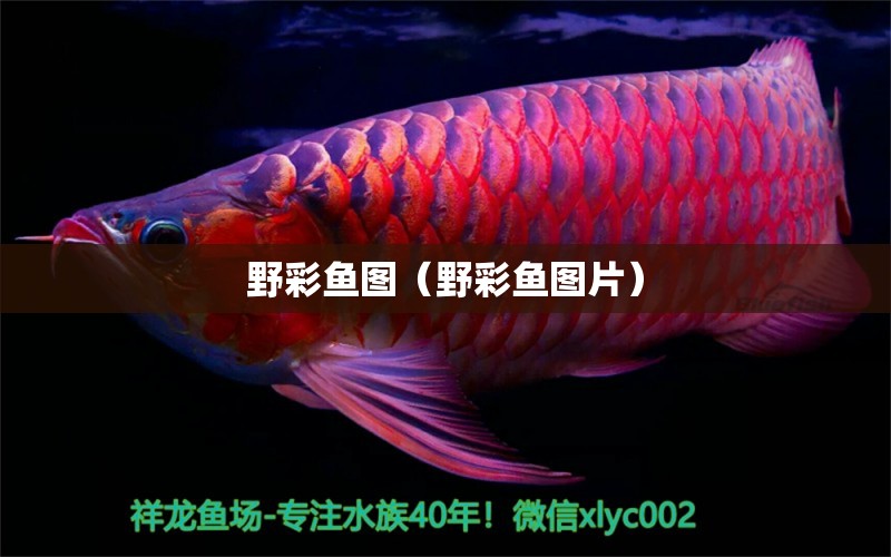 野彩魚圖（野彩魚圖片）