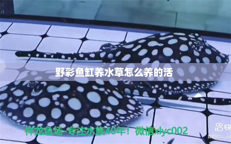 野彩魚缸養(yǎng)水草怎么養(yǎng)的活  野彩魚