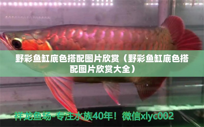 野彩魚缸底色搭配圖片欣賞（野彩魚缸底色搭配圖片欣賞大全）