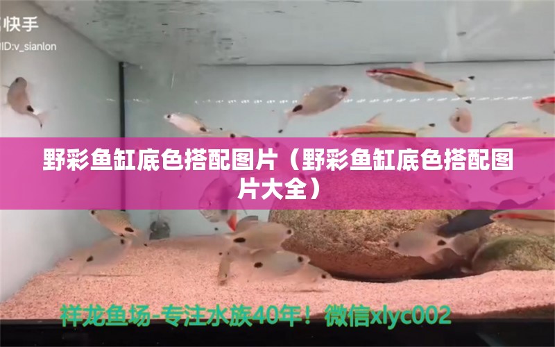 野彩魚缸底色搭配圖片（野彩魚缸底色搭配圖片大全）