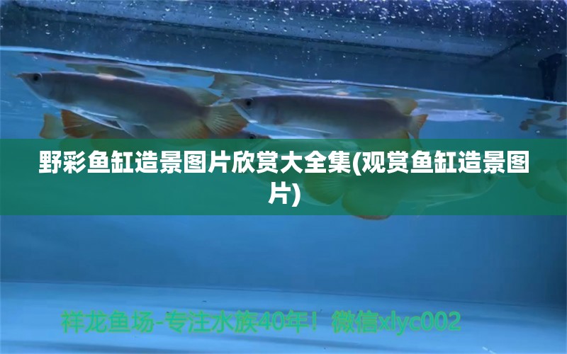 野彩魚缸造景圖片欣賞大全集(觀賞魚缸造景圖片)