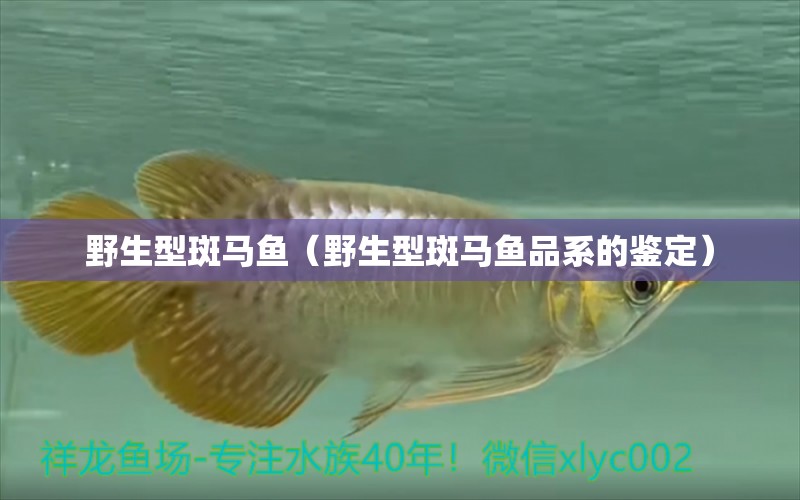 野生型斑馬魚（野生型斑馬魚品系的鑒定） 魚缸水泵