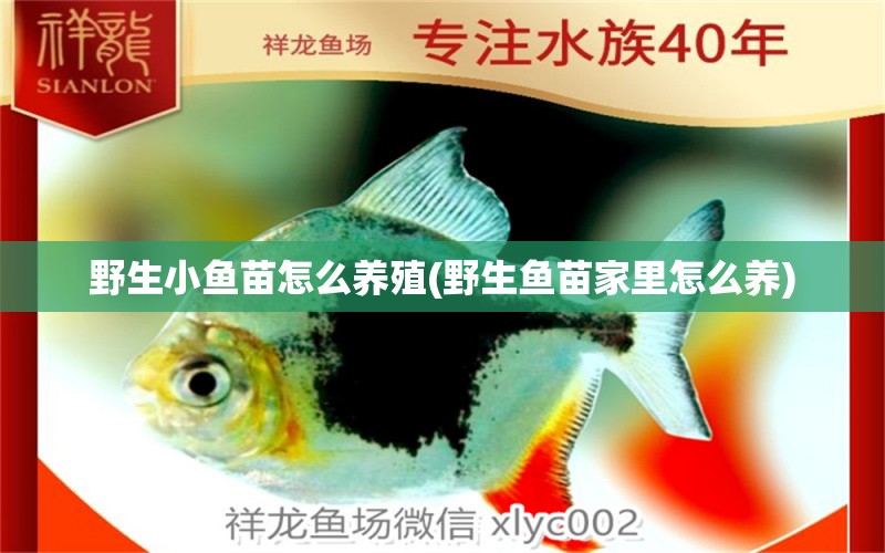 野生小魚(yú)苗怎么養(yǎng)殖(野生魚(yú)苗家里怎么養(yǎng)) 觀賞魚(yú)