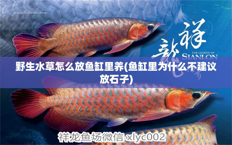 野生水草怎么放魚缸里養(yǎng)(魚缸里為什么不建議放石子)