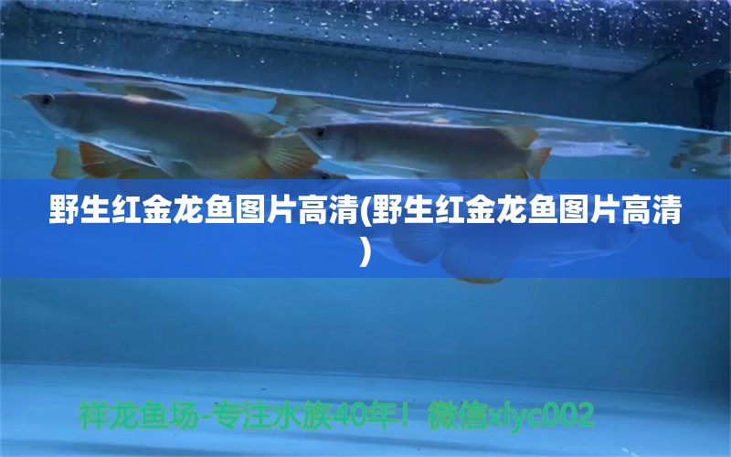 野生紅金龍魚(yú)圖片高清(野生紅金龍魚(yú)圖片高清) 圣菲埃及魚(yú)