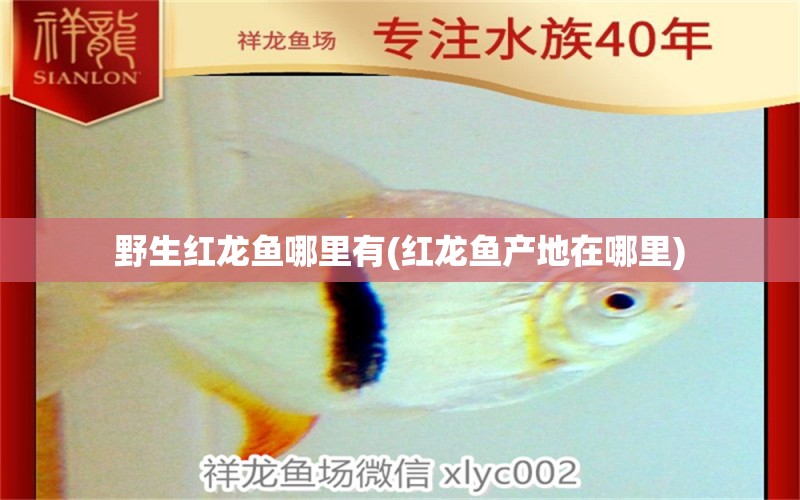 野生紅龍魚哪里有(紅龍魚產(chǎn)地在哪里) 招財(cái)戰(zhàn)船魚