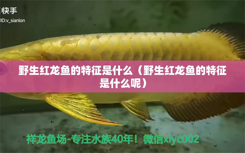 野生紅龍魚的特征是什么（野生紅龍魚的特征是什么呢） 祥龍水族醫(yī)院