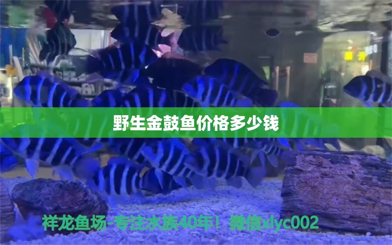 野生金鼓魚價格多少錢