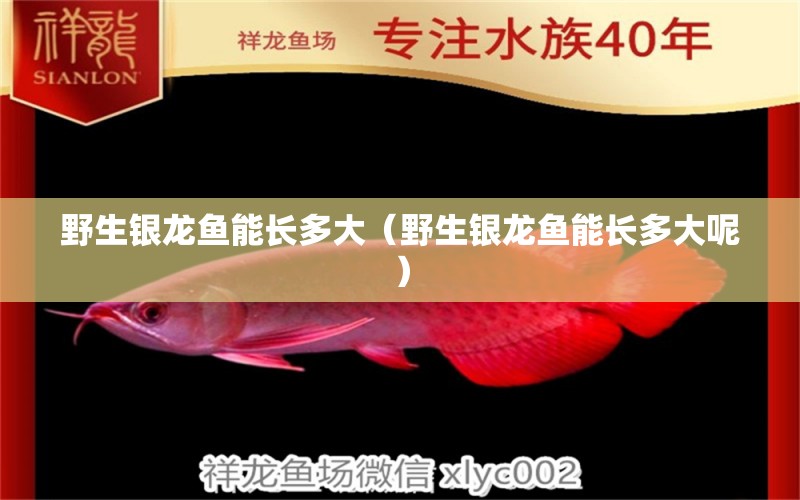 野生銀龍魚(yú)能長(zhǎng)多大（野生銀龍魚(yú)能長(zhǎng)多大呢）