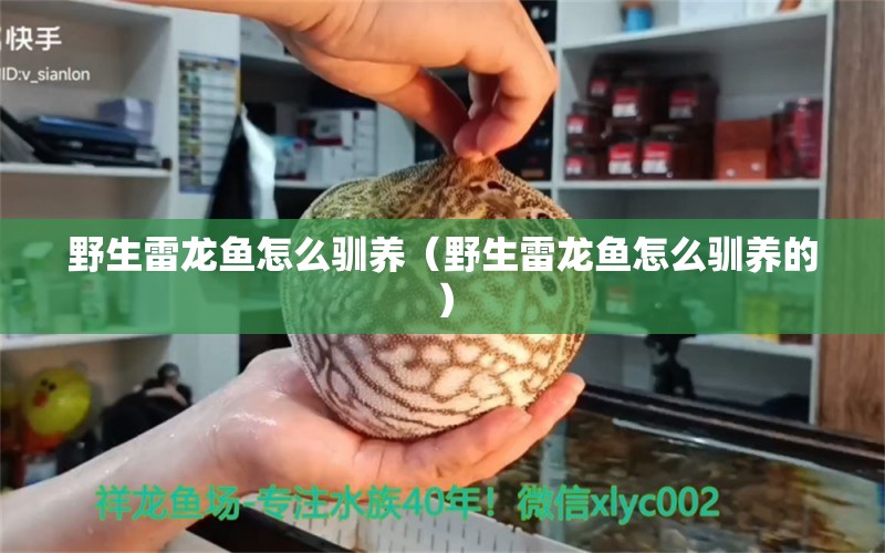 野生雷龍魚(yú)怎么馴養(yǎng)（野生雷龍魚(yú)怎么馴養(yǎng)的）