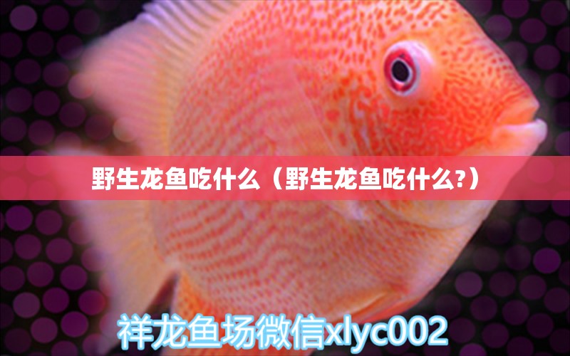 野生龍魚吃什么（野生龍魚吃什么?）