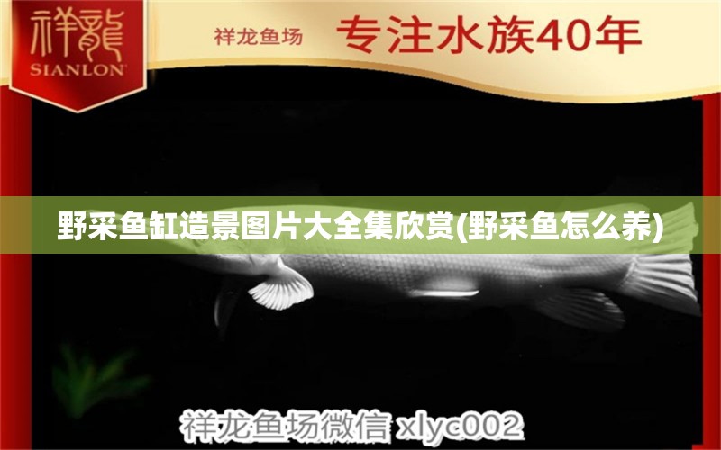 野采魚缸造景圖片大全集欣賞(野采魚怎么養(yǎng)) 一眉道人魚苗