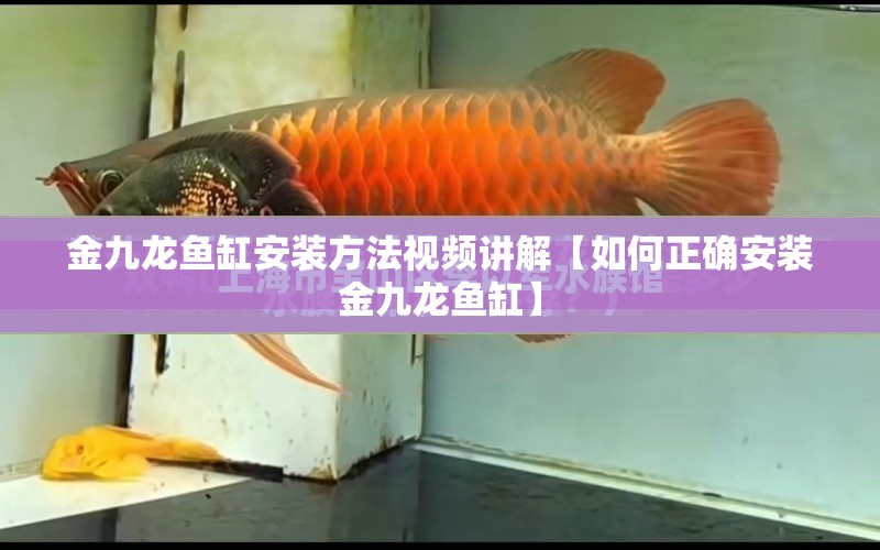 金九龍魚缸安裝方法視頻講解【如何正確安裝金九龍魚缸】 水族問答 第1張