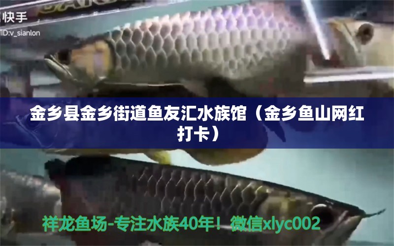 金鄉(xiāng)縣金鄉(xiāng)街道魚友匯水族館（金鄉(xiāng)魚山網(wǎng)紅打卡）