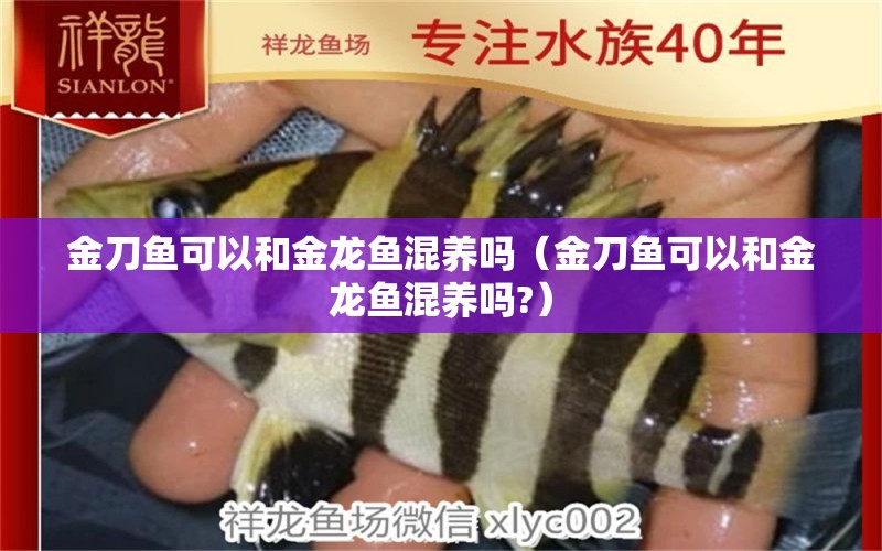 金刀魚可以和金龍魚混養(yǎng)嗎（金刀魚可以和金龍魚混養(yǎng)嗎?）