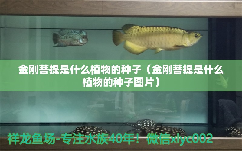 金剛菩提是什么植物的種子（金剛菩提是什么植物的種子圖片） 文玩