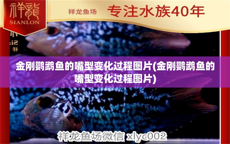 金剛鸚鵡魚的嘴型變化過程圖片(金剛鸚鵡魚的嘴型變化過程圖片) 鸚鵡魚