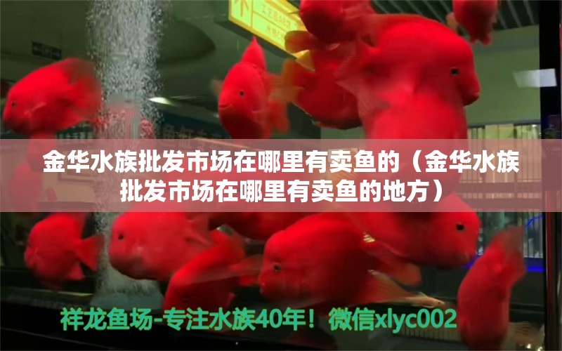 金華水族批發(fā)市場在哪里有賣魚的（金華水族批發(fā)市場在哪里有賣魚的地方） 觀賞魚水族批發(fā)市場