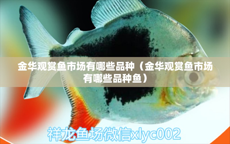 金華觀賞魚市場有哪些品種（金華觀賞魚市場有哪些品種魚） 觀賞魚市場（混養(yǎng)魚）