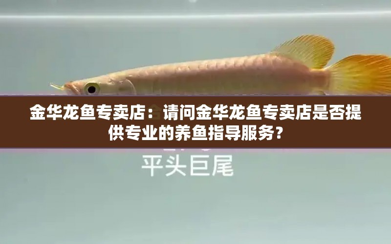 金華龍魚(yú)專賣(mài)店：請(qǐng)問(wèn)金華龍魚(yú)專賣(mài)店是否提供專業(yè)的養(yǎng)魚(yú)指導(dǎo)服務(wù)？ 水族問(wèn)答