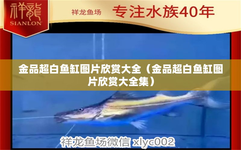 金品超白魚缸圖片欣賞大全（金品超白魚缸圖片欣賞大全集）