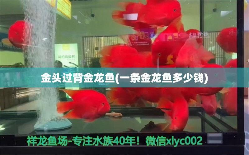 金頭過背金龍魚(一條金龍魚多少錢) 過背金龍魚