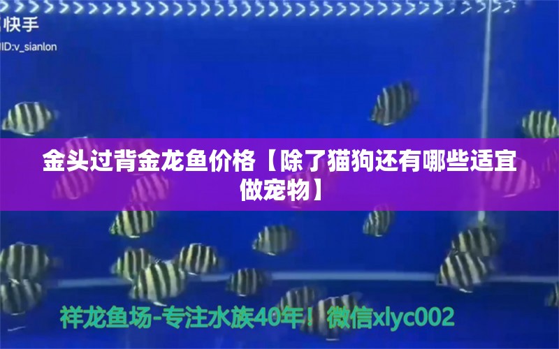 金頭過背金龍魚價格【除了貓狗還有哪些適宜做寵物】