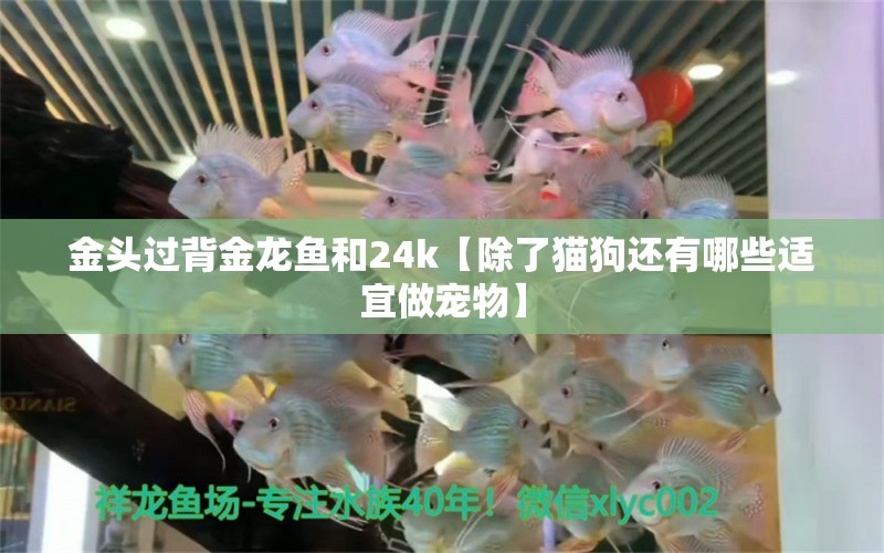 金頭過背金龍魚和24k【除了貓狗還有哪些適宜做寵物】