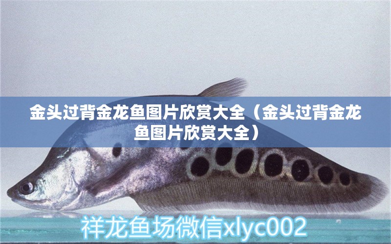 金頭過背金龍魚圖片欣賞大全（金頭過背金龍魚圖片欣賞大全）