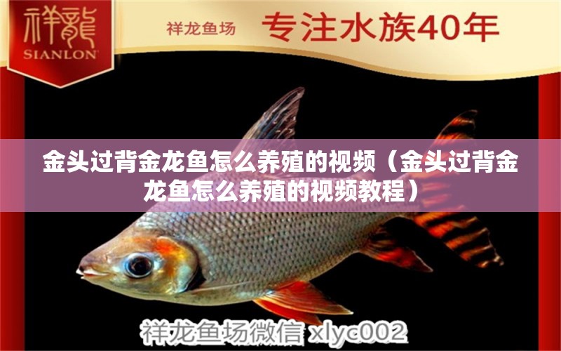 金頭過背金龍魚怎么養(yǎng)殖的視頻（金頭過背金龍魚怎么養(yǎng)殖的視頻教程） 過背金龍魚