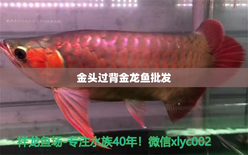 金頭過背金龍魚批發(fā) 過背金龍魚