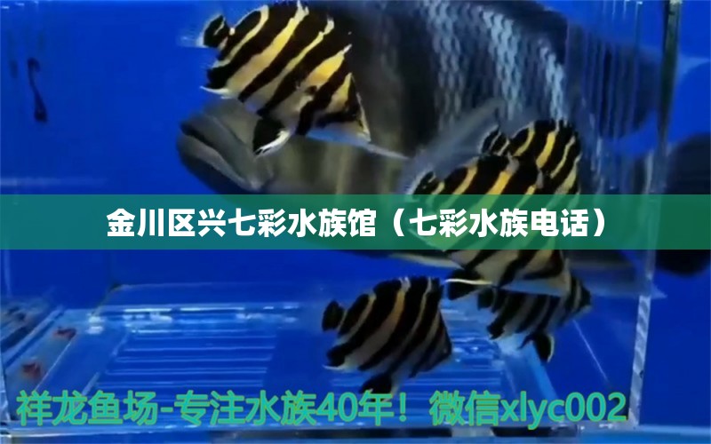 金川區(qū)興七彩水族館（七彩水族電話）