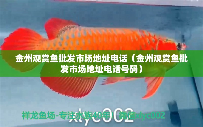 金州觀賞魚批發(fā)市場地址電話（金州觀賞魚批發(fā)市場地址電話號碼）