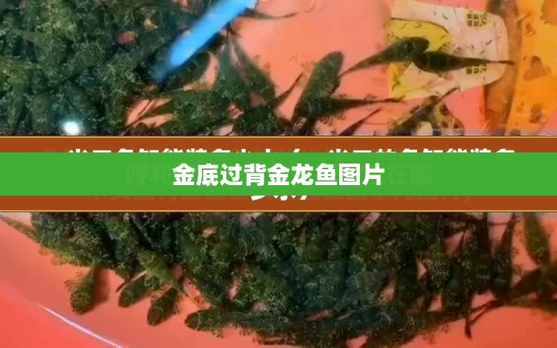 金底過背金龍魚圖片 水族問答 第1張