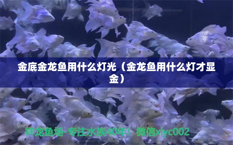 金底金龍魚用什么燈光（金龍魚用什么燈才顯金） 黃金夢幻雷龍魚