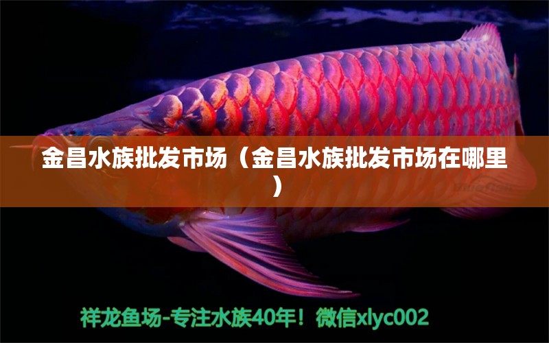 金昌水族批發(fā)市場（金昌水族批發(fā)市場在哪里） 觀賞魚水族批發(fā)市場