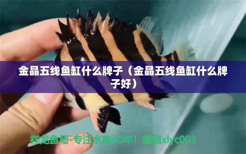 金晶五線魚缸什么牌子（金晶五線魚缸什么牌子好） 帝王迷宮