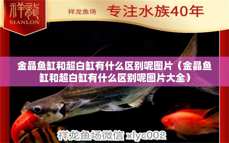 金晶魚缸和超白缸有什么區(qū)別呢圖片（金晶魚缸和超白缸有什么區(qū)別呢圖片大全） 祥龍水族醫(yī)院