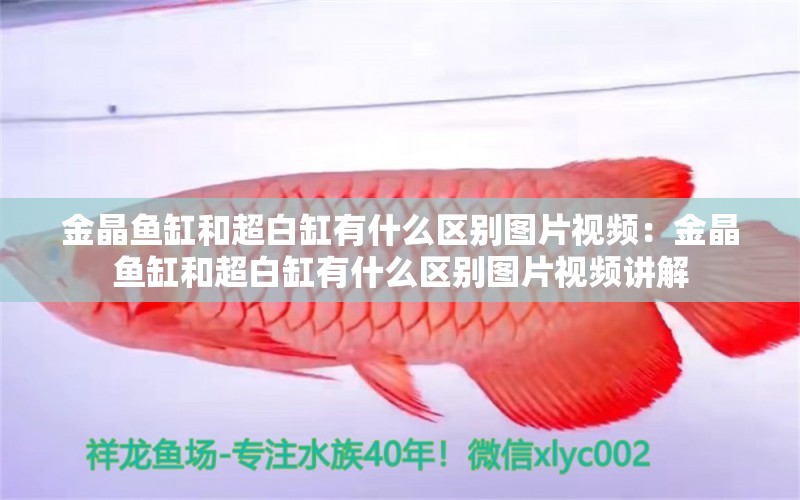 金晶魚缸和超白缸有什么區(qū)別圖片視頻：金晶魚缸和超白缸有什么區(qū)別圖片視頻講解