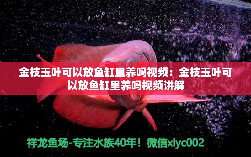 金枝玉葉可以放魚缸里養(yǎng)嗎視頻：金枝玉葉可以放魚缸里養(yǎng)嗎視頻講解