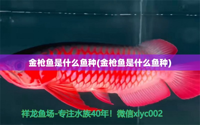 金槍魚是什么魚種(金槍魚是什么魚種) 蝴蝶鯉