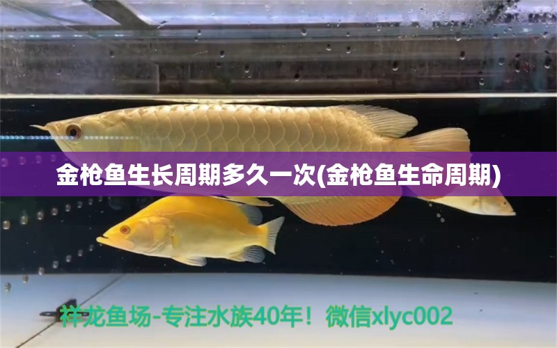 金槍魚生長周期多久一次(金槍魚生命周期) 黃金鴨嘴魚