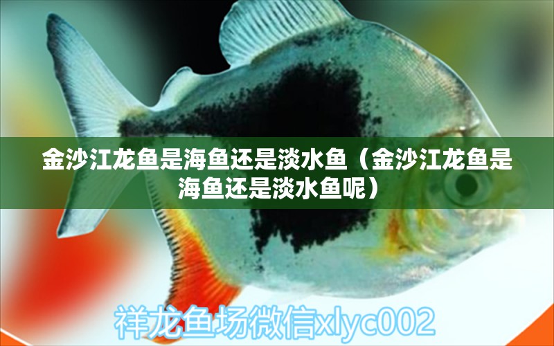 金沙江龍魚是海魚還是淡水魚（金沙江龍魚是海魚還是淡水魚呢）