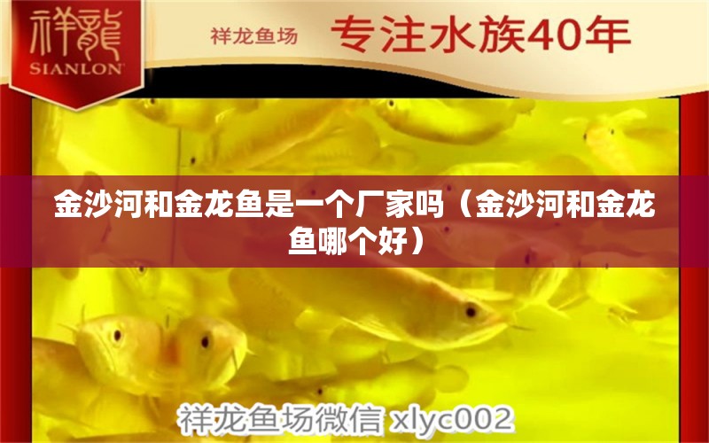 金沙河和金龍魚是一個(gè)廠家嗎（金沙河和金龍魚哪個(gè)好） 祥龍魚場(chǎng)