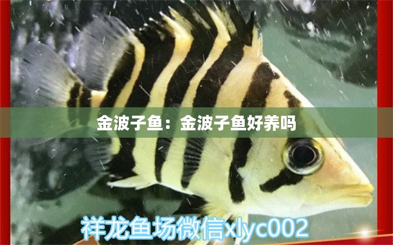 金波子魚：金波子魚好養(yǎng)嗎