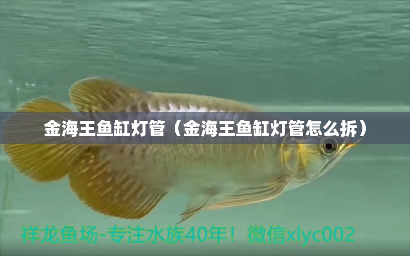 金海王魚(yú)缸燈管（金海王魚(yú)缸燈管怎么拆） 祥龍水族醫(yī)院