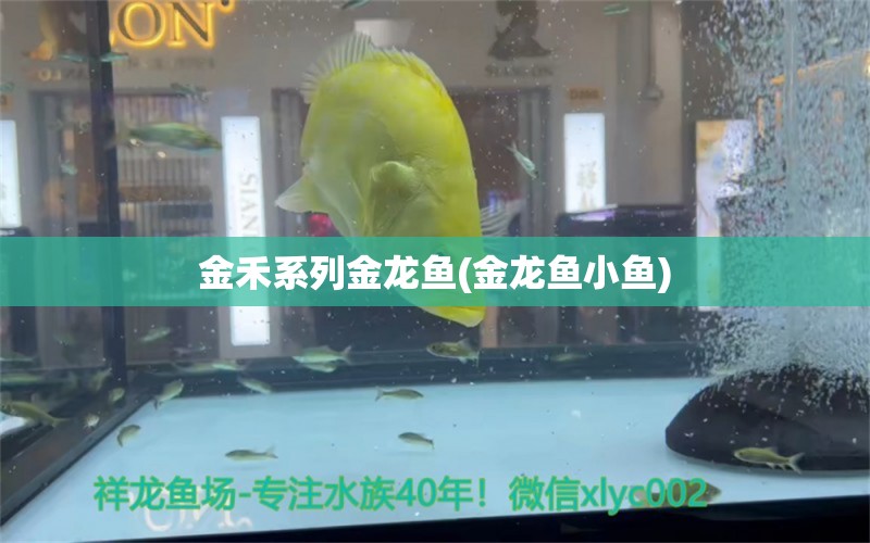 金禾系列金龍魚(金龍魚小魚)